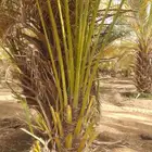 فسايل طيبه