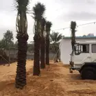 شبك نخيل نخل واشنطني لزينه شبوك