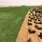 ثيل طبيعي عشب طبيعي