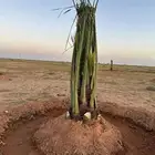 نخل جميع الانواع والاحجام بالقصيم