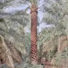 نخل للبيع مكه جده المقاس من خمسه لا سته تكريب هلال نخيل