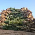 صينيه نخل للبيع