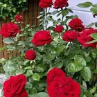 تنسيق الحدائق تبوك طريق المدينه