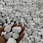 خدمات الزراعه والنخيل تقريبا النخيل وتركيب شبكه الري