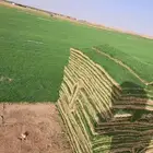 يوجدلديناجميع انواع الثيل الطبيعي الممتاز
