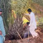 يوجد لدينا جميع أنواع النخيل المثمرة وزينه بجميع المقاسات