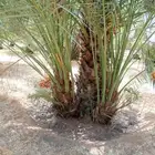 نخيل مثمر وزينه بجميع أنواعه ومقاساته المختلفه