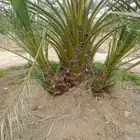 فصايل صنيه نخل للبيع مثمر برني العيص برني العلا عجوه المدنيه