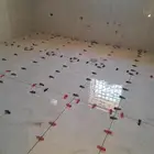 مبلط