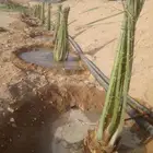 نقوم بشغل جميع انواع النخيل عربي وشنطني قلع غرس تكريب تحويض