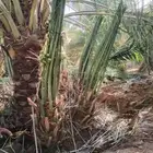 النخل لبيع بجميع انواعه ولمقسات المختلفه دمام الجبيل بقيق