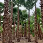 نخل واشنطني واشنطونيا نخل واشنطن