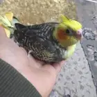 كروانين فروخ غر..((تم البيع))