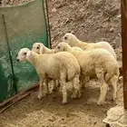 طليان اضاحي