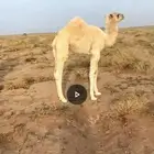 حاشي