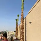 نخل واشنطن