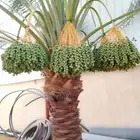 العريسه