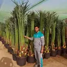 نخيل باجميع أنواعه ومقاساته لتواصل