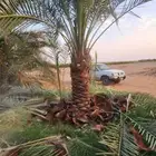 نخل خلاص برحي سكري