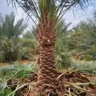 نخيل نقايل من نص متر إلى مترين وفروخ اخلاص باثمرته كميه كبي