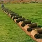نجيلة C2000 صافي