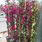 صبار حلفاء كنه ياسمين شجر روائح
