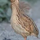 مريعي   سمان   فري