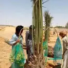يوجد لدينا جميع أنواع النخيل