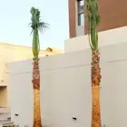 نخل للبيع واشنطني زينه