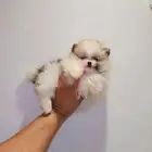 كلب بومرينيان Pomeranian تي كب