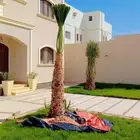 يوجد الدنيا جميع انواع انخيل عربي وشنطن