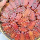 تمر صفري بيشه