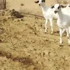 جفير بيشيات