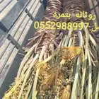 نخل للبيع بتمره الانوع روثانه نبوت سيف وسكري