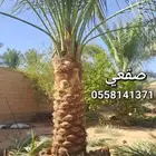 نخيل بجميع انواعه ومقاساته