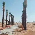 نخيل نخل عربي واشنطني