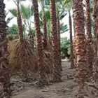 توريد نخل واشنطني