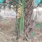 القصيم