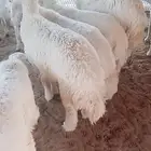 ذبايح طيبه