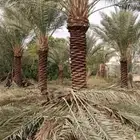 يوجد الدينا نخل عربي