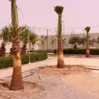 مقوال حجر وشبوك ونخيل
