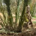 يوجد لدينا جميع أنواع النخيل المثمر والزينه