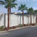 نخل للبيع جميع النواع انخل العربي والوشنطني جميع المقاسات