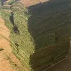 زيتون وليمون