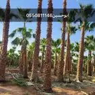 نخل وشنطني زينه امريكي