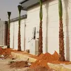 نخل واشنطوني زينه