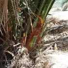 نخيل القصيم للبيع سكري خلاص صقعي مجدول