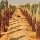 زراعه نخيل