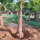 يوجد لدينا جميع انواع النخيل