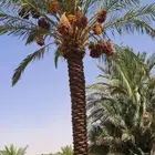 شبوك مزارع نخيل عربي واشنطني زينه
